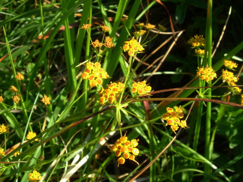 Ex parco del gigante9 - Bupleurum sp.