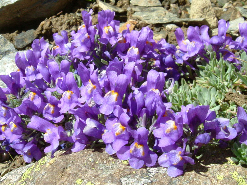 Linaria alpina / Linajola alpina