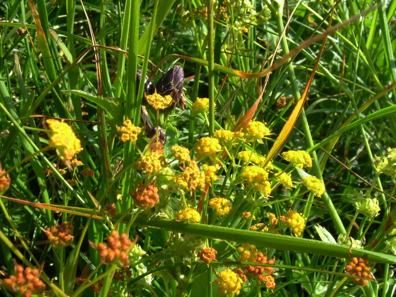 Ex parco del gigante9 - Bupleurum sp.