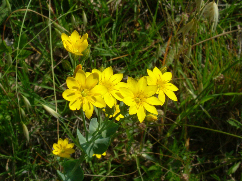 Blackstonia perfoliata / Centauro giallo