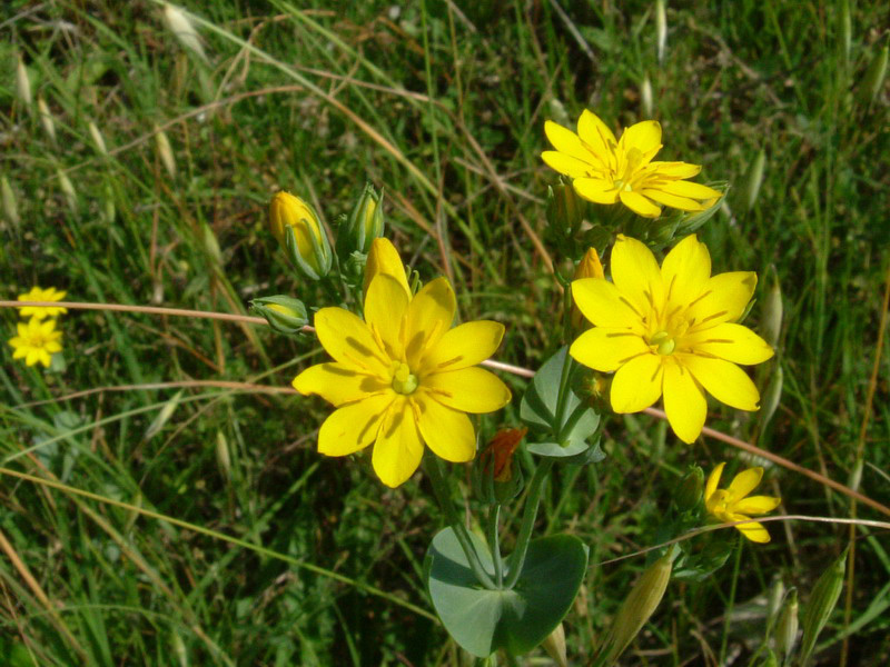 Blackstonia perfoliata / Centauro giallo