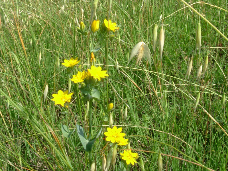 Blackstonia perfoliata / Centauro giallo