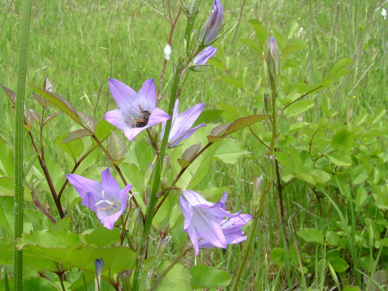 Campanula rapunculus