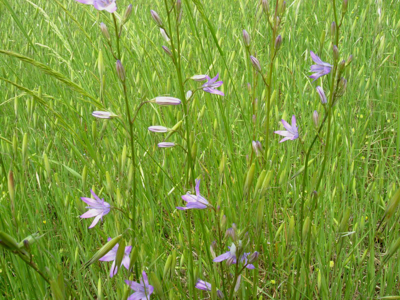 Campanula rapunculus