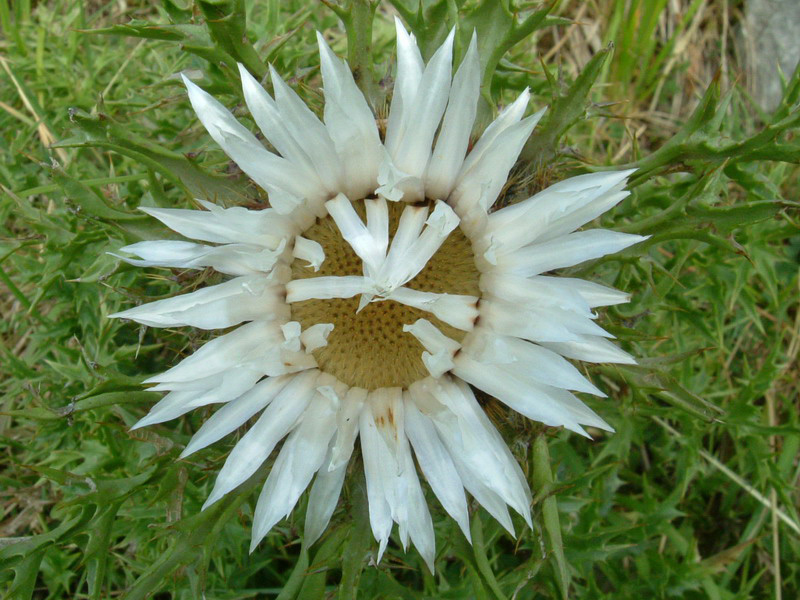 Carlina acaulis ssp. acaulis