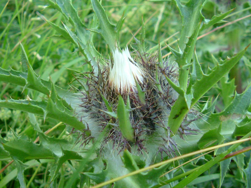 Carlina acaulis ssp. acaulis