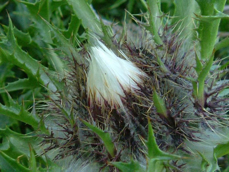 Carlina acaulis ssp. acaulis