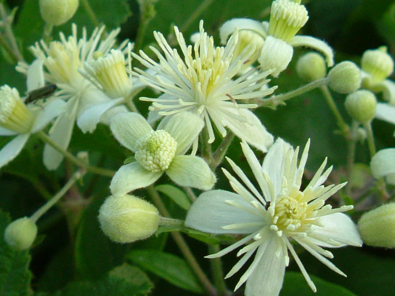 Clematis vitalba / Clematide vitalba