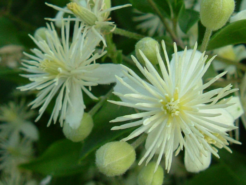 Clematis vitalba / Clematide vitalba