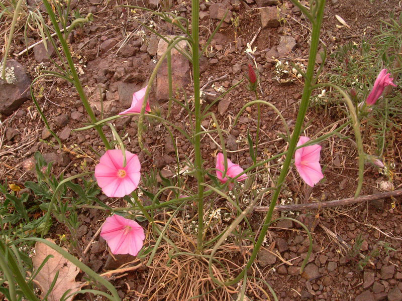 Convolvulus cantabrica / Vilucchio bicchierino