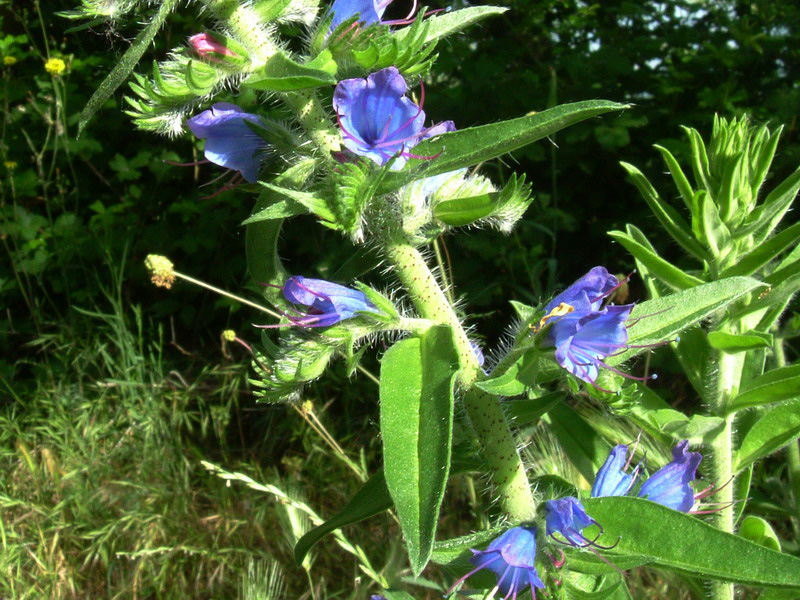 Fasciazione in Echium