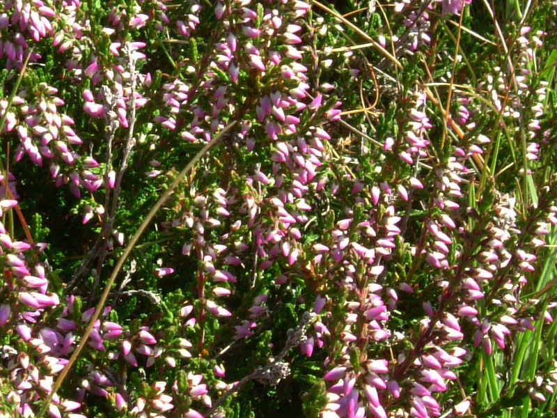 Calluna vulgaris