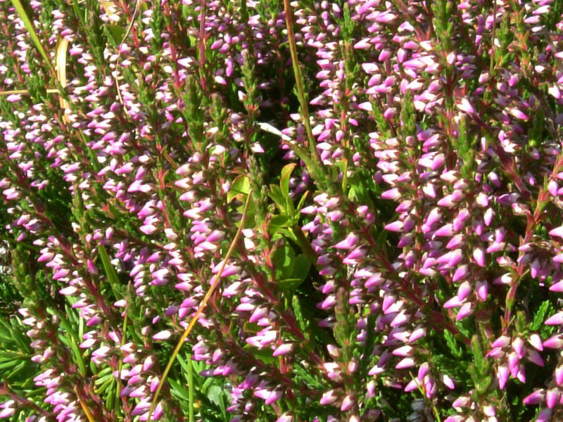 Calluna vulgaris