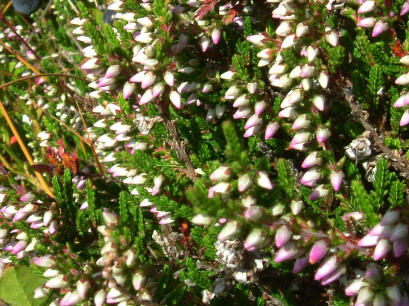 Calluna vulgaris