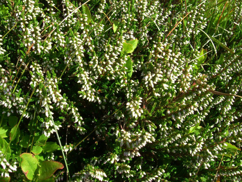 Calluna vulgaris