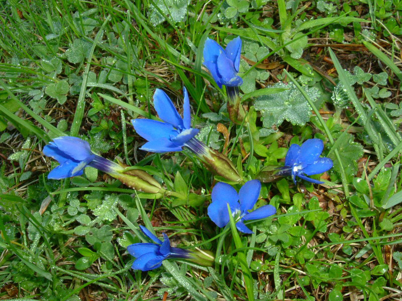 Gentiana verna / Genziana primaticcia