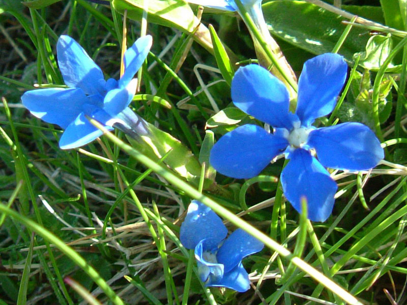 Gentiana verna / Genziana primaticcia