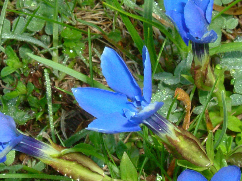 Gentiana verna / Genziana primaticcia