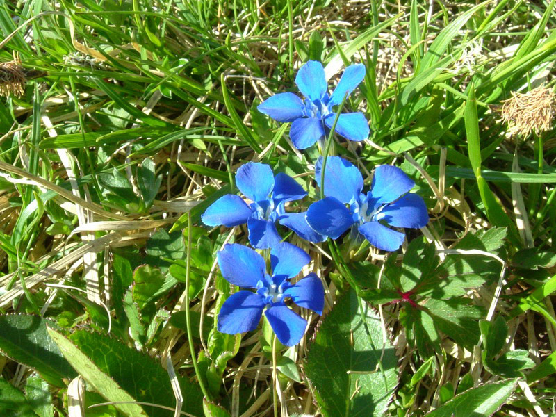 Gentiana verna / Genziana primaticcia