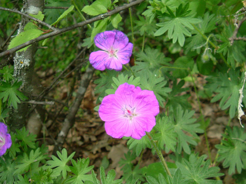 Geranium sanguineum / Geranio sanguigno