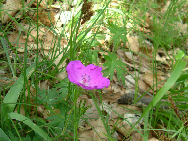 Geranium sanguineum / Geranio sanguigno