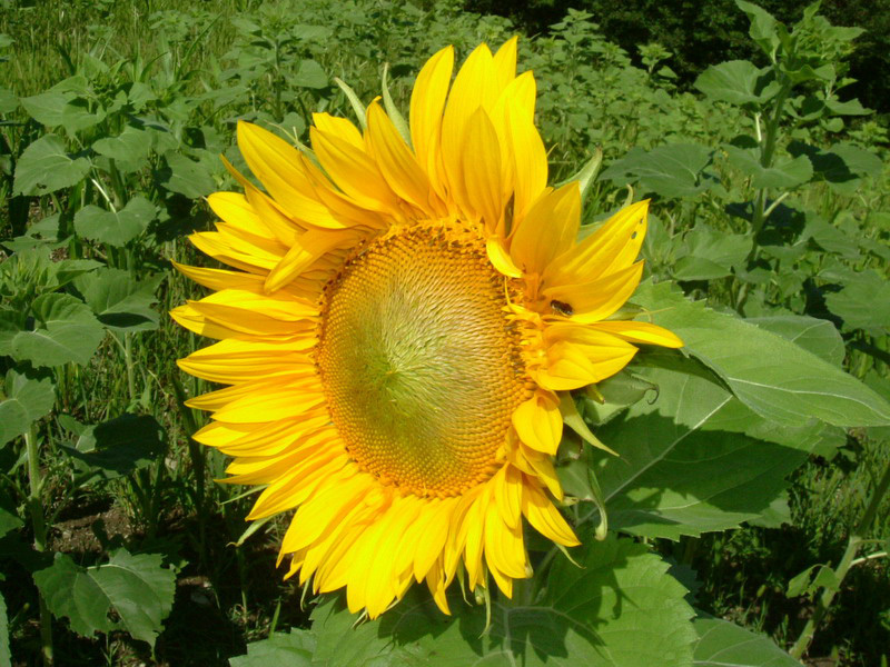 Helianthus annuus