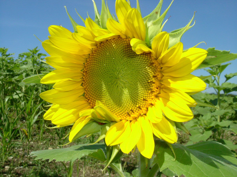 Helianthus annuus