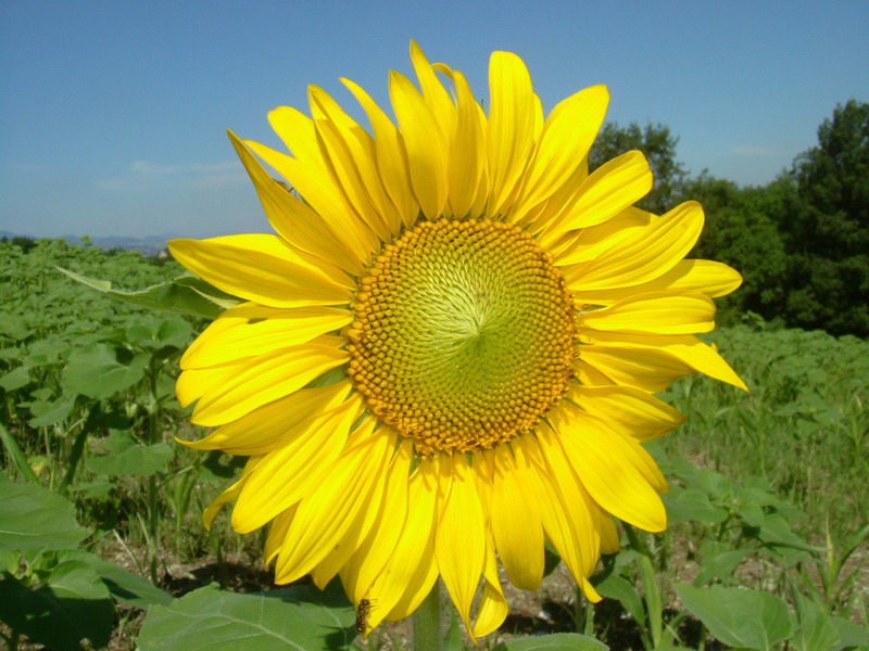 Helianthus annuus