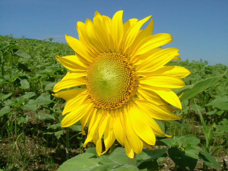 Helianthus annuus