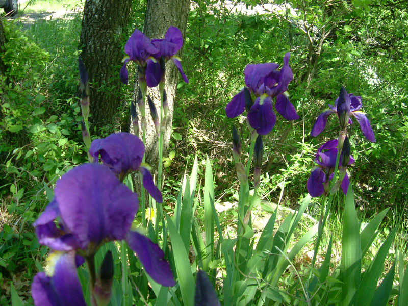 Iris germanica