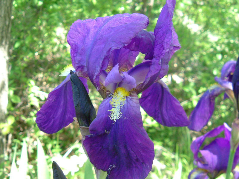 Iris germanica