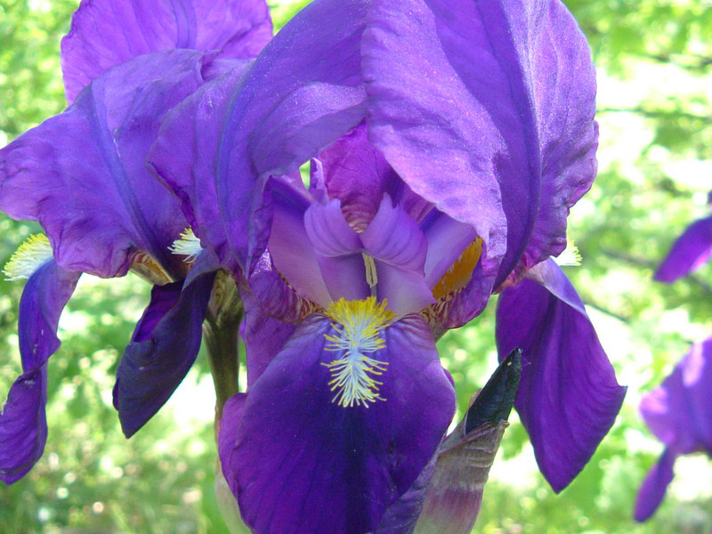 Iris germanica