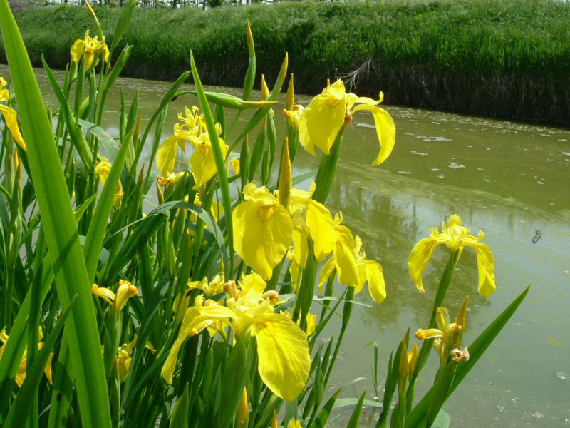 Limniris  (=Iris ) pseudacorus / Giaggiolo acquatico