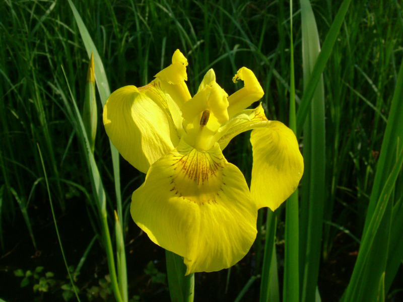 Limniris  (=Iris ) pseudacorus / Giaggiolo acquatico