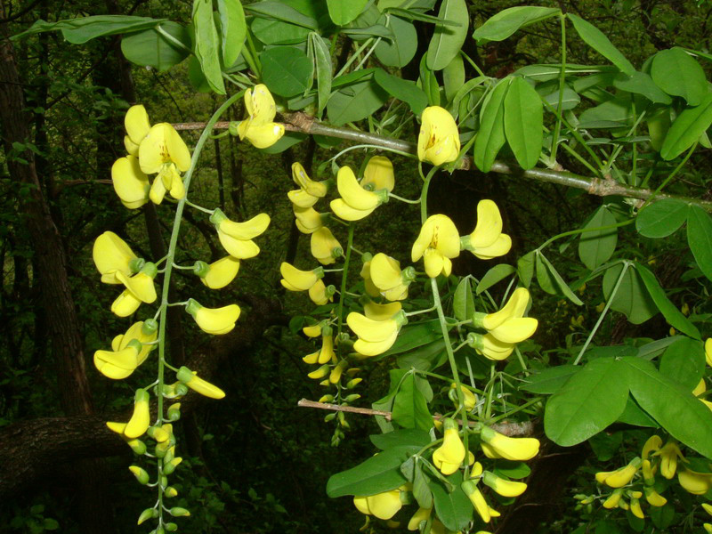 Laburnum anagyroides / Maggiociondolo comune