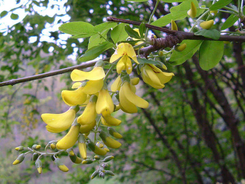 Laburnum anagyroides / Maggiociondolo comune