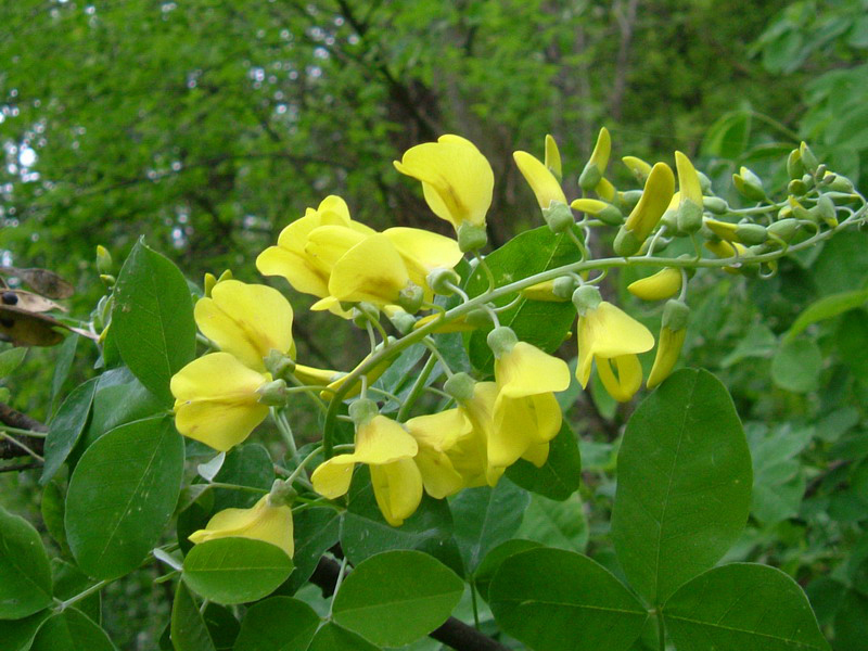 Laburnum anagyroides / Maggiociondolo comune