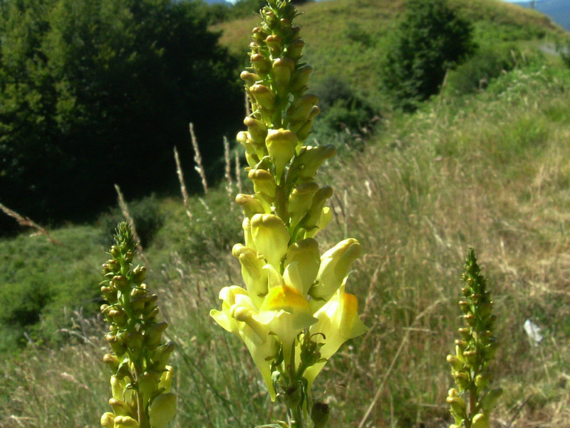 Linaria vulgaris