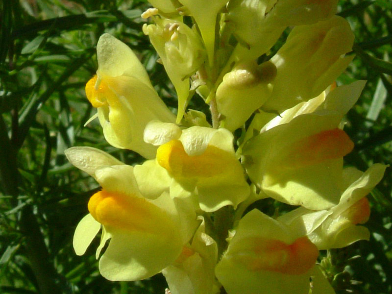 Linaria vulgaris