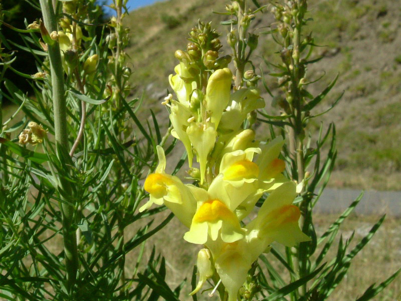 Linaria vulgaris