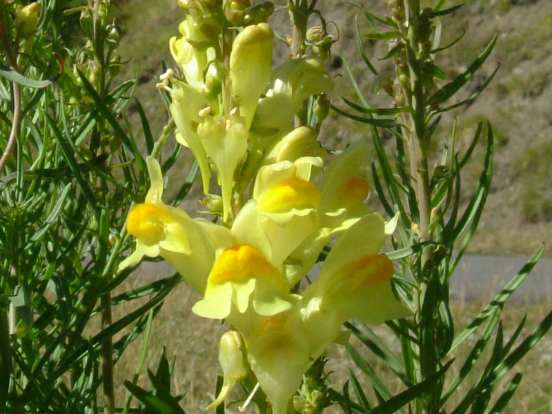 Linaria vulgaris