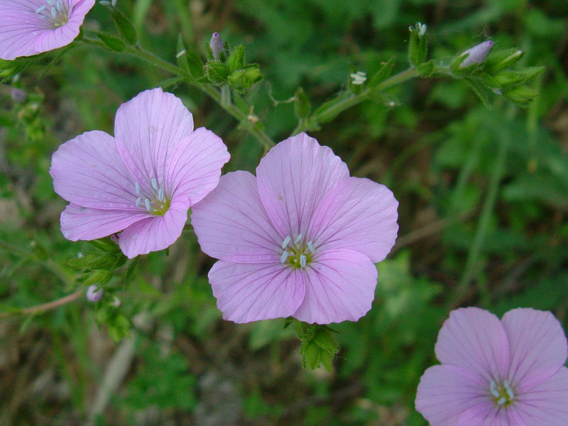 Linum viscosum