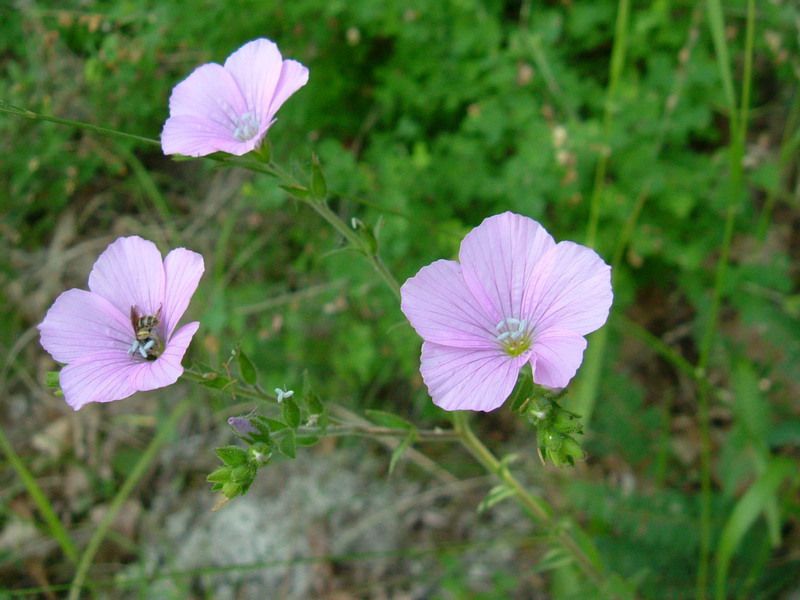 Linum viscosum