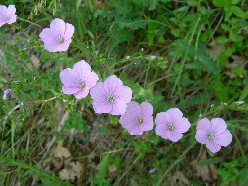 Linum viscosum