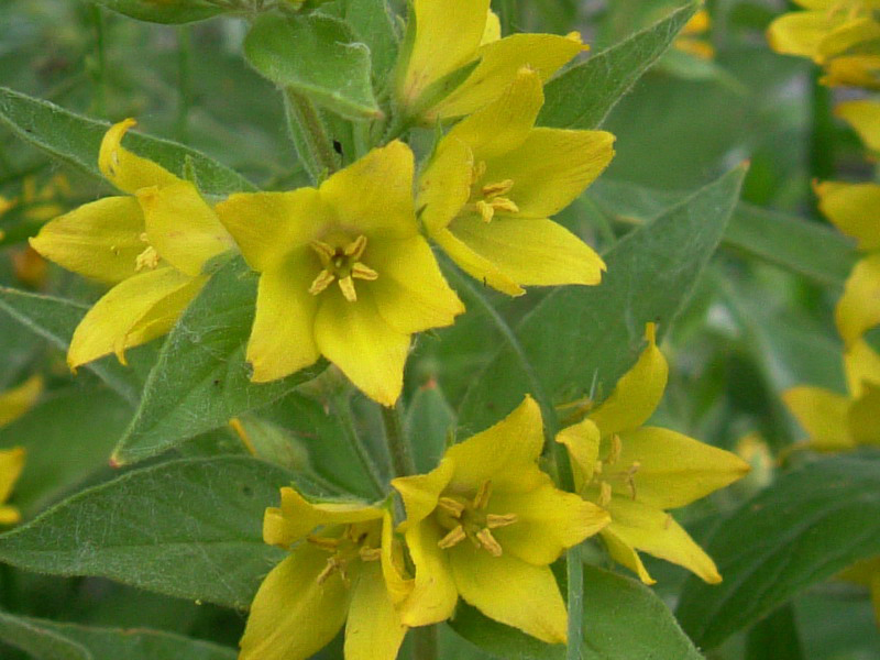 Lysimachia punctata / Mazza-d''oro punteggiata