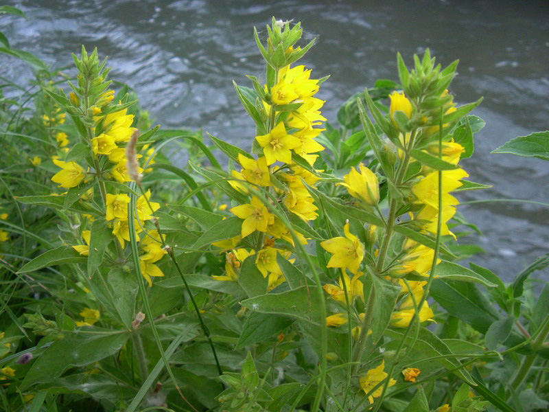 Lysimachia punctata / Mazza-d''oro punteggiata