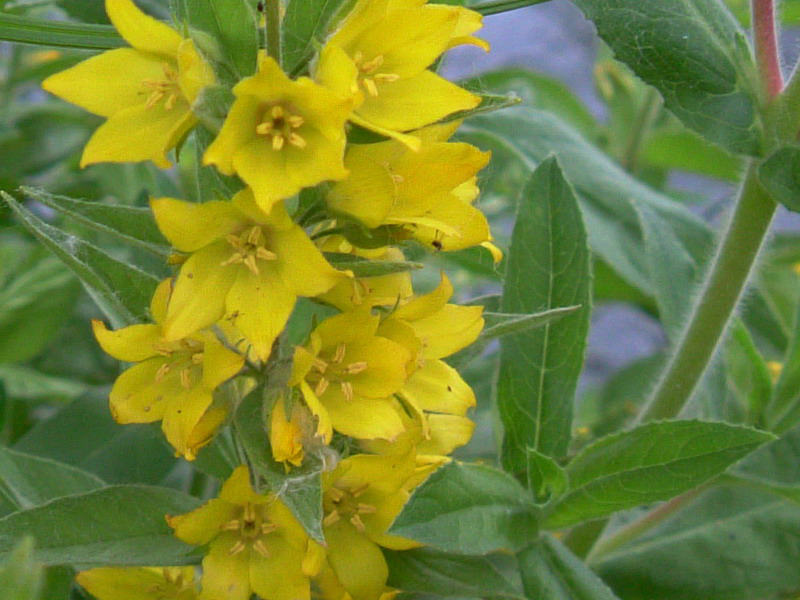 Lysimachia punctata / Mazza-d''oro punteggiata