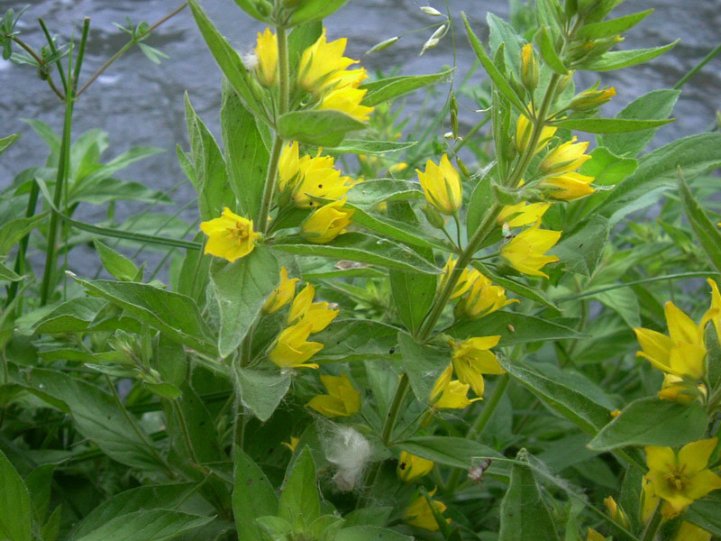 Lysimachia punctata / Mazza-d''oro punteggiata