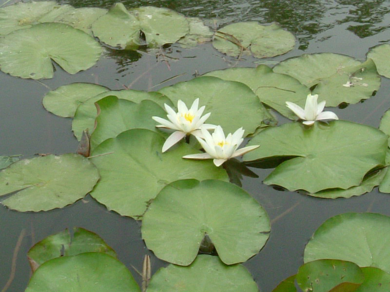 Nymphaea alba / Ninfea comune