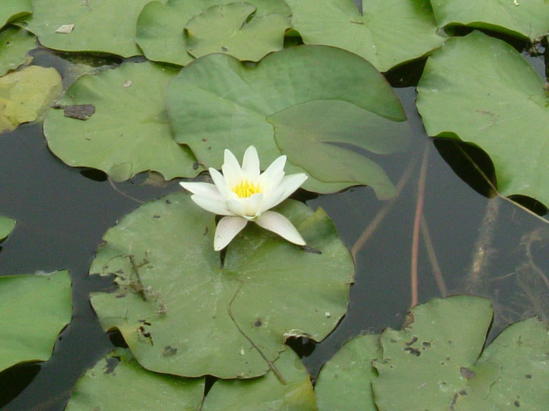 Nymphaea alba / Ninfea comune